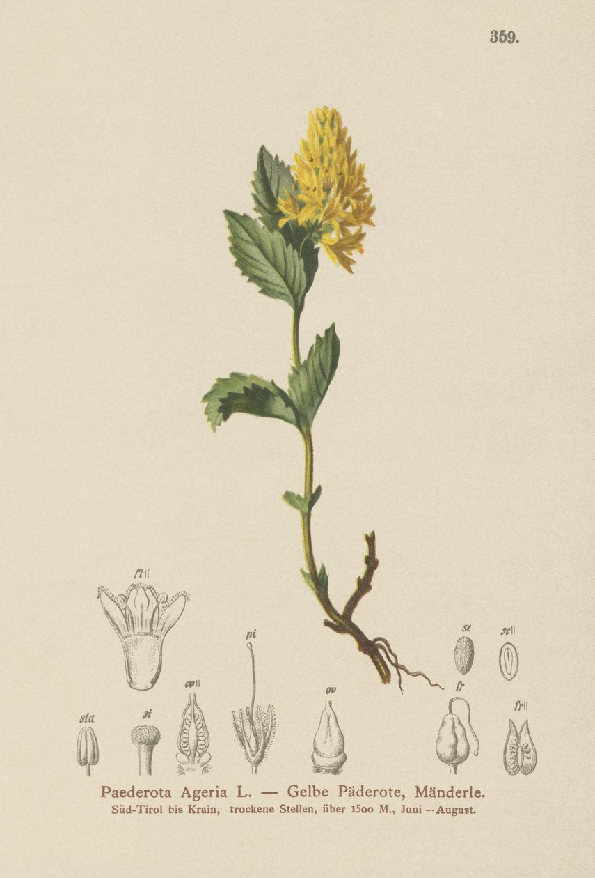 Sarı Paederota (Paederota Ageria, Paederota lutea) by German School