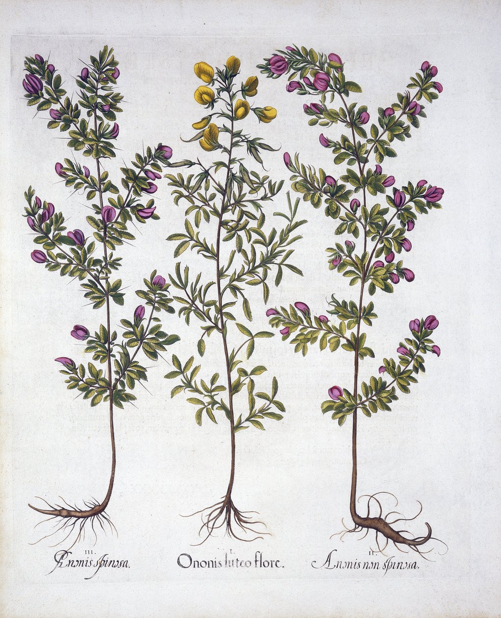 Sarı Tırmık, Pembe Tırmık ve Pembe Dikenli Tırmık, Hortus Eystettensis