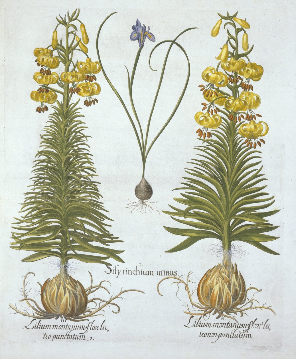 Sarı Turkscap Lily, soğanlı ve Cüce Mavi Gözlü Çimen, Hortus Eystettensis