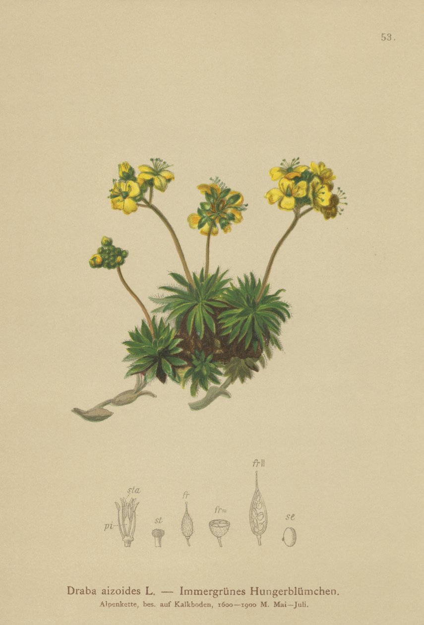 Sarı Beyaz-çim (Draba aizoides) by German School