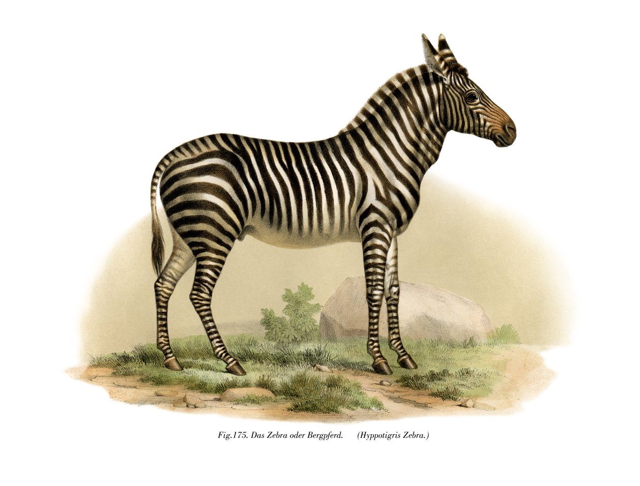 zebra, 1860 by German School