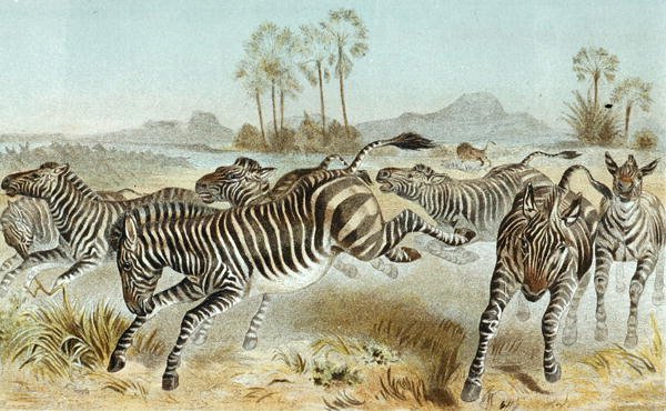 Zebra, plaka "Brehms Tierleben: Allgemeine Kunde des Tierreichs", cilt 3, s. 81, Bibliographisches Institut tarafından yayınlandı by German School
