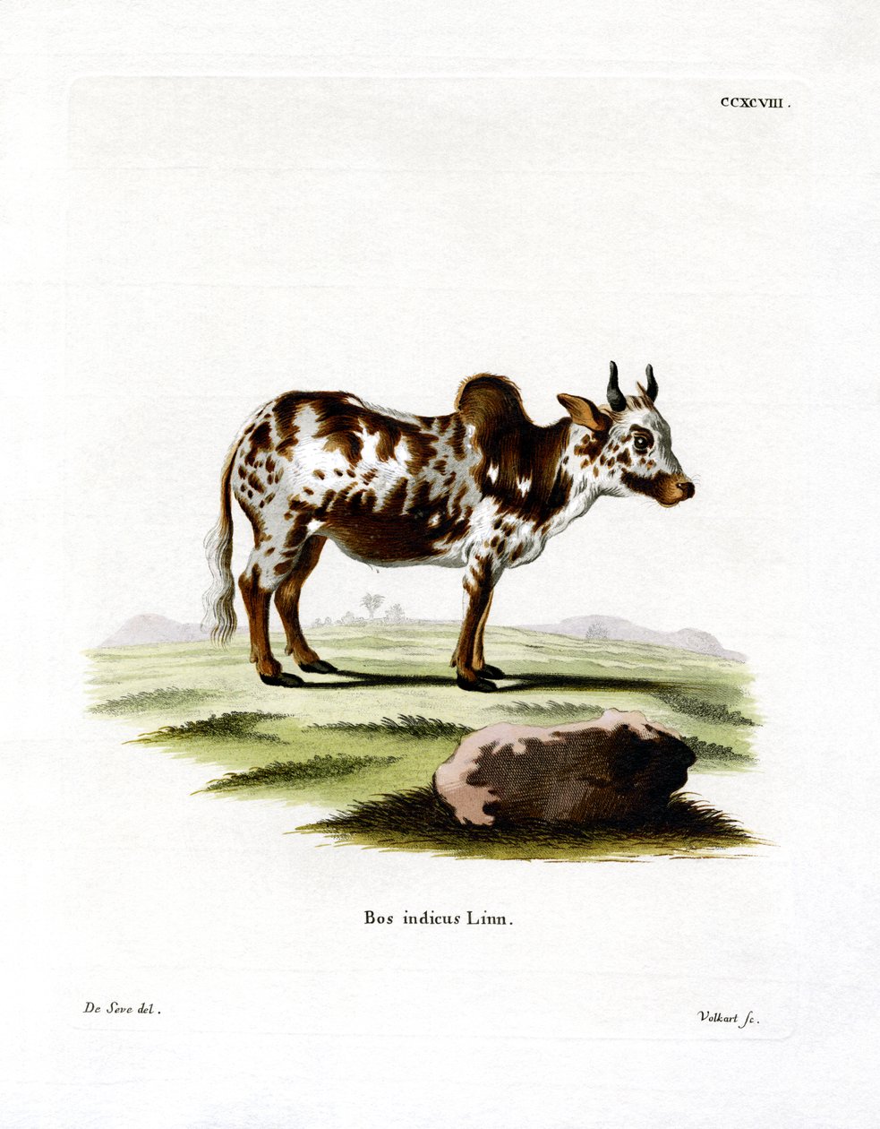 Zebu (renkli gravür) by German School