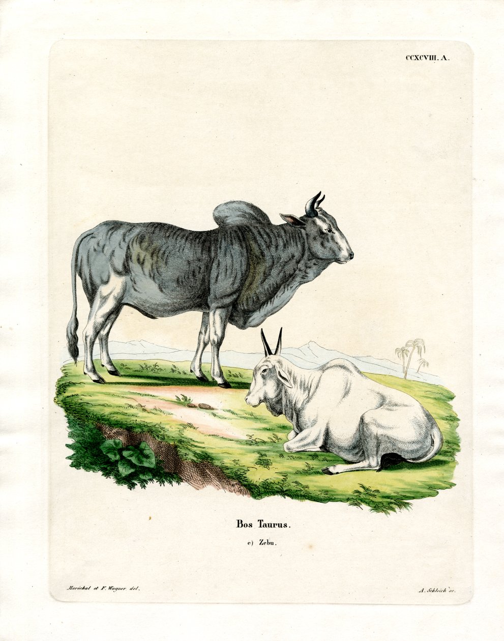 Zebu (renkli gravür) by German School