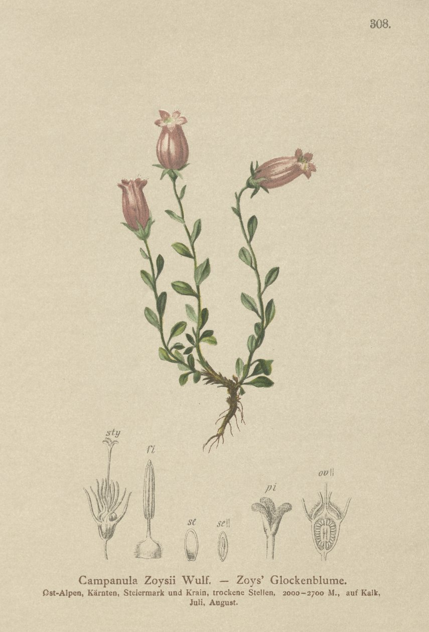 Zois Çan çiçeği (Campanula Zoysii) by German School