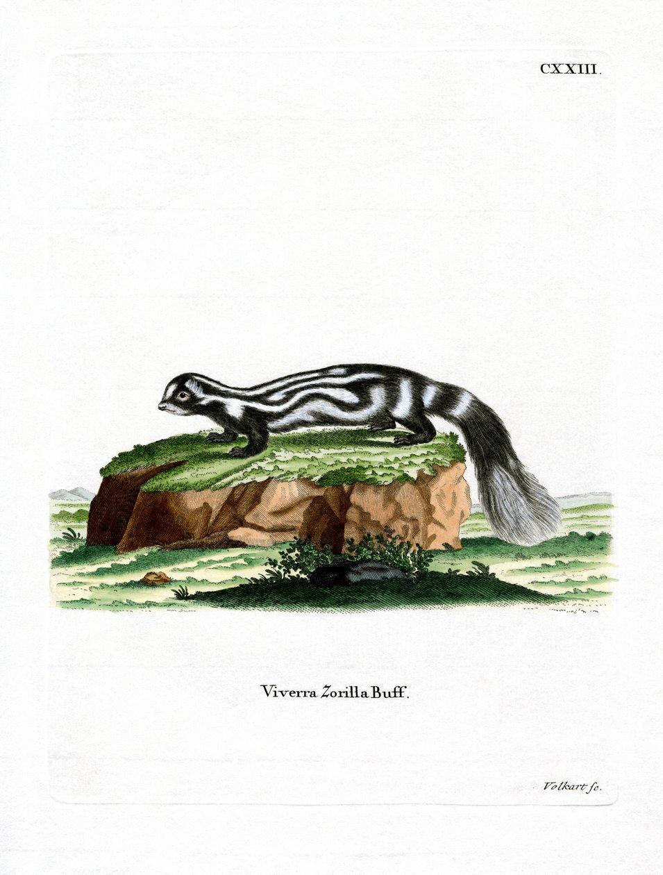 Zorilla (renkli gravür) by German School