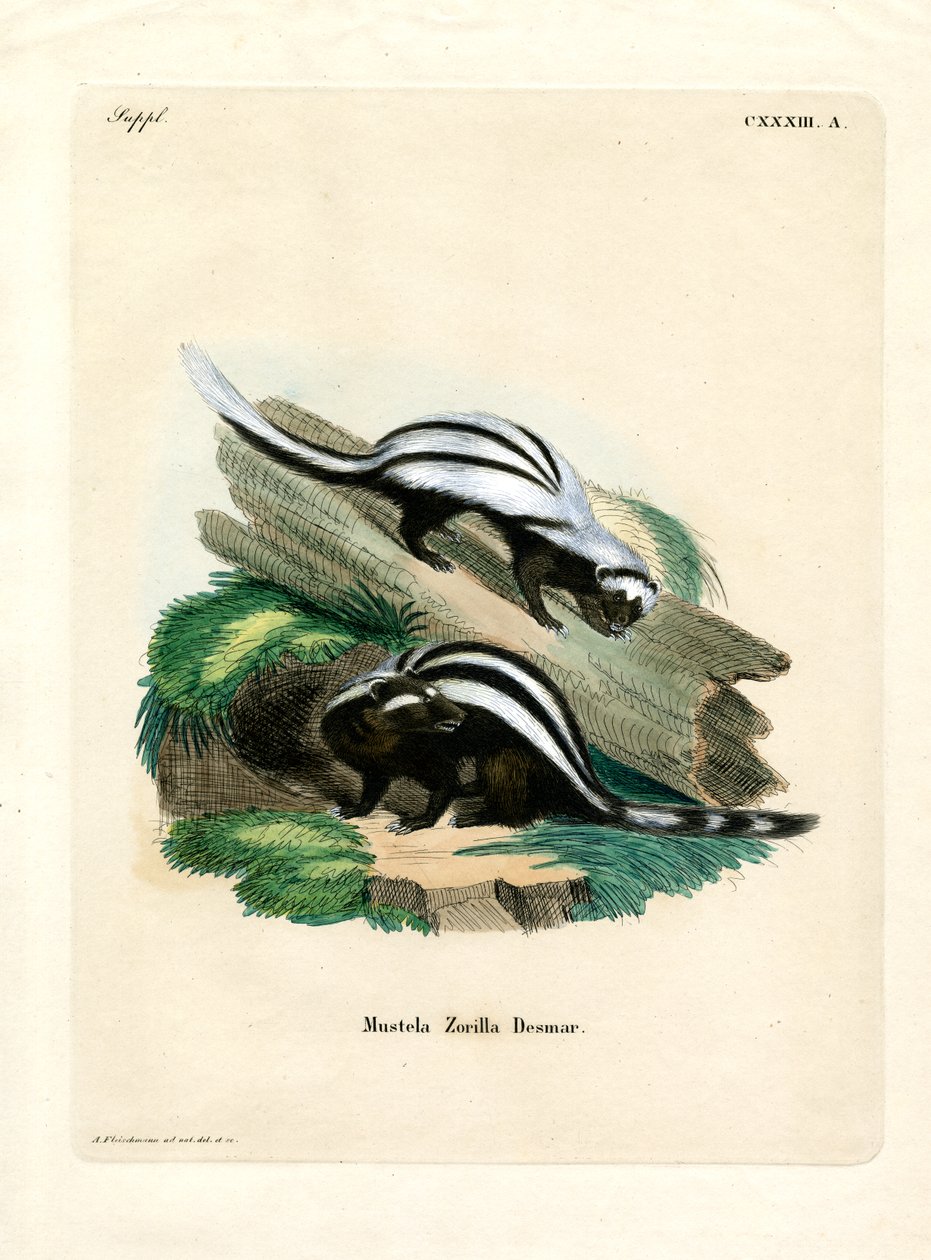 Zorilla (renkli gravür) by German School