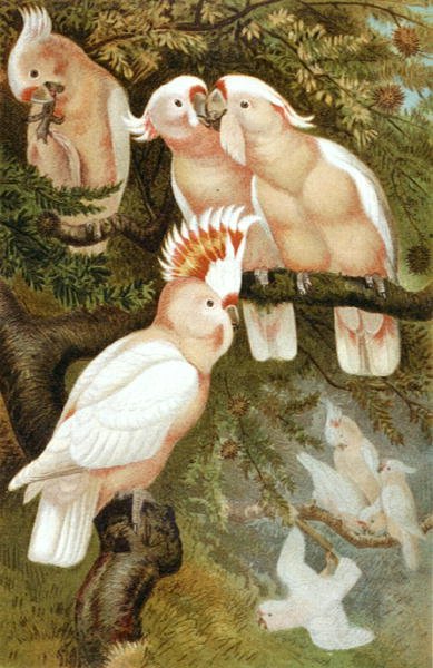 dnca Kakadu, "Brehms Tierleben: Allgemeine Kunde des Tierreichs", cilt 5, s.380, Bibliographisches Institut tarafından yayınlanan plaka by German School