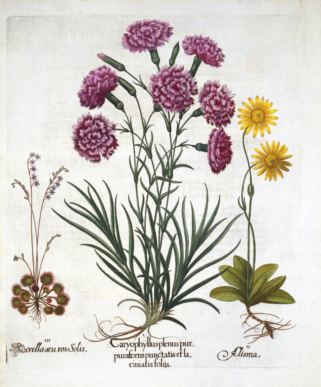 Bence. Karanfil, Dianthius, ii. Arnika ve iii. Hortus Eystettensis
