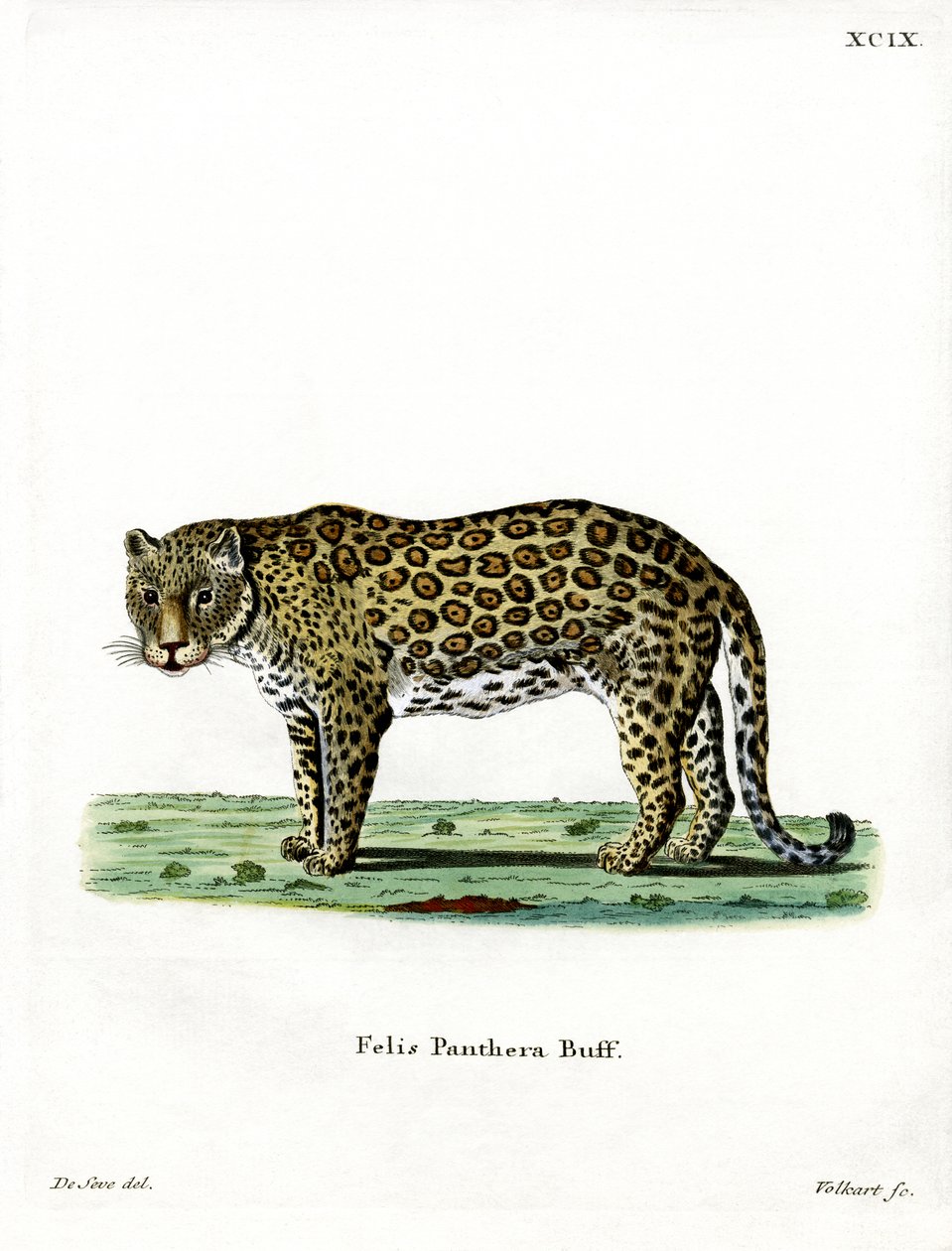 leopar (renkli gravür) by German School