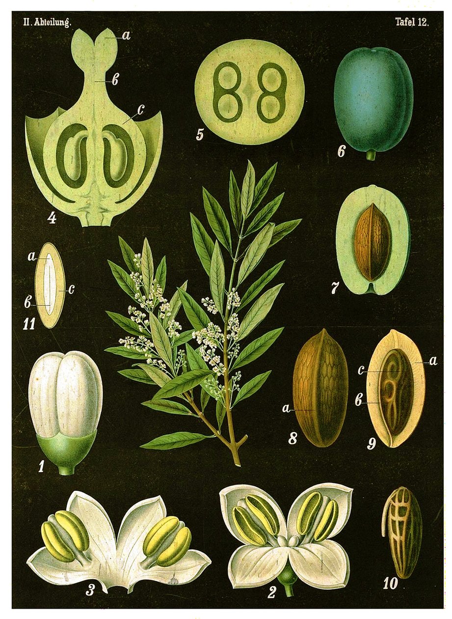 zeytin by German School