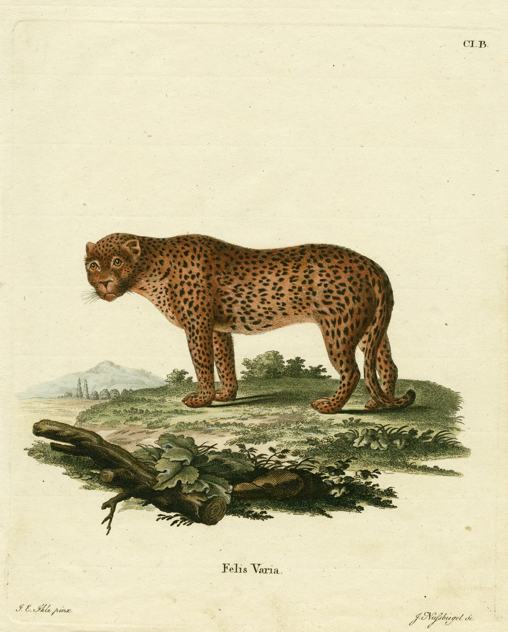 panter (renkli gravür) by German School