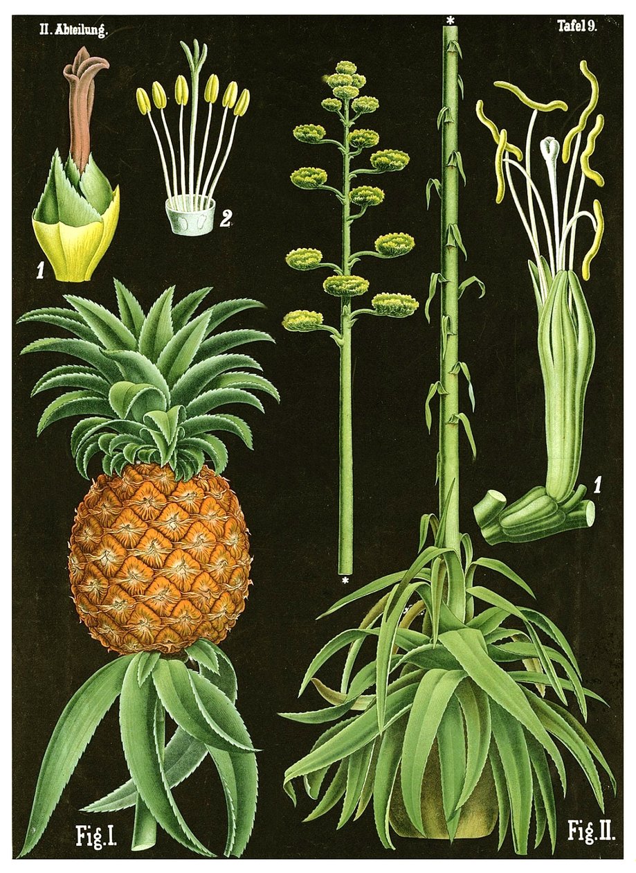 Ananas by German School
