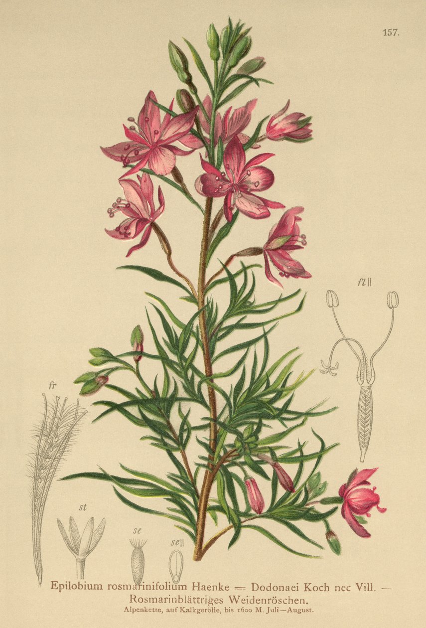 biberiye yapraklı söğüt otu (Epilobium rosmarinifolium, Epilobium Dodonaei) by German School