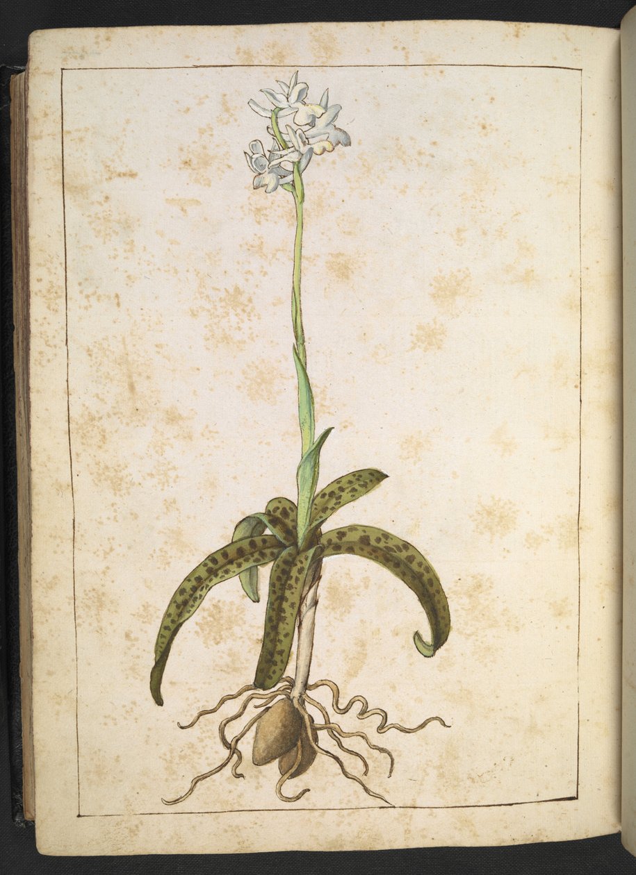 Gherardo Cibo