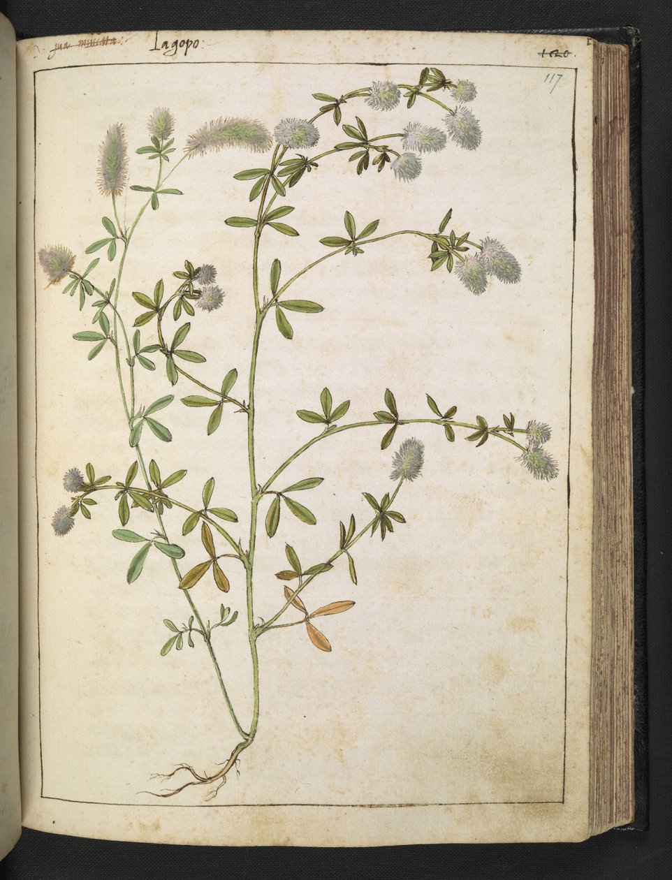 Beyaz çiçekleri olan bir bitki. , Gherardo Cibo tarafından yazılan "Roma Devletlerinin Flora Tabloları"ndan, MS 22333, f117r, c.1564-84 ekleyin (kağıt üzerine suluboya ve guaj) by Gherardo Cibo