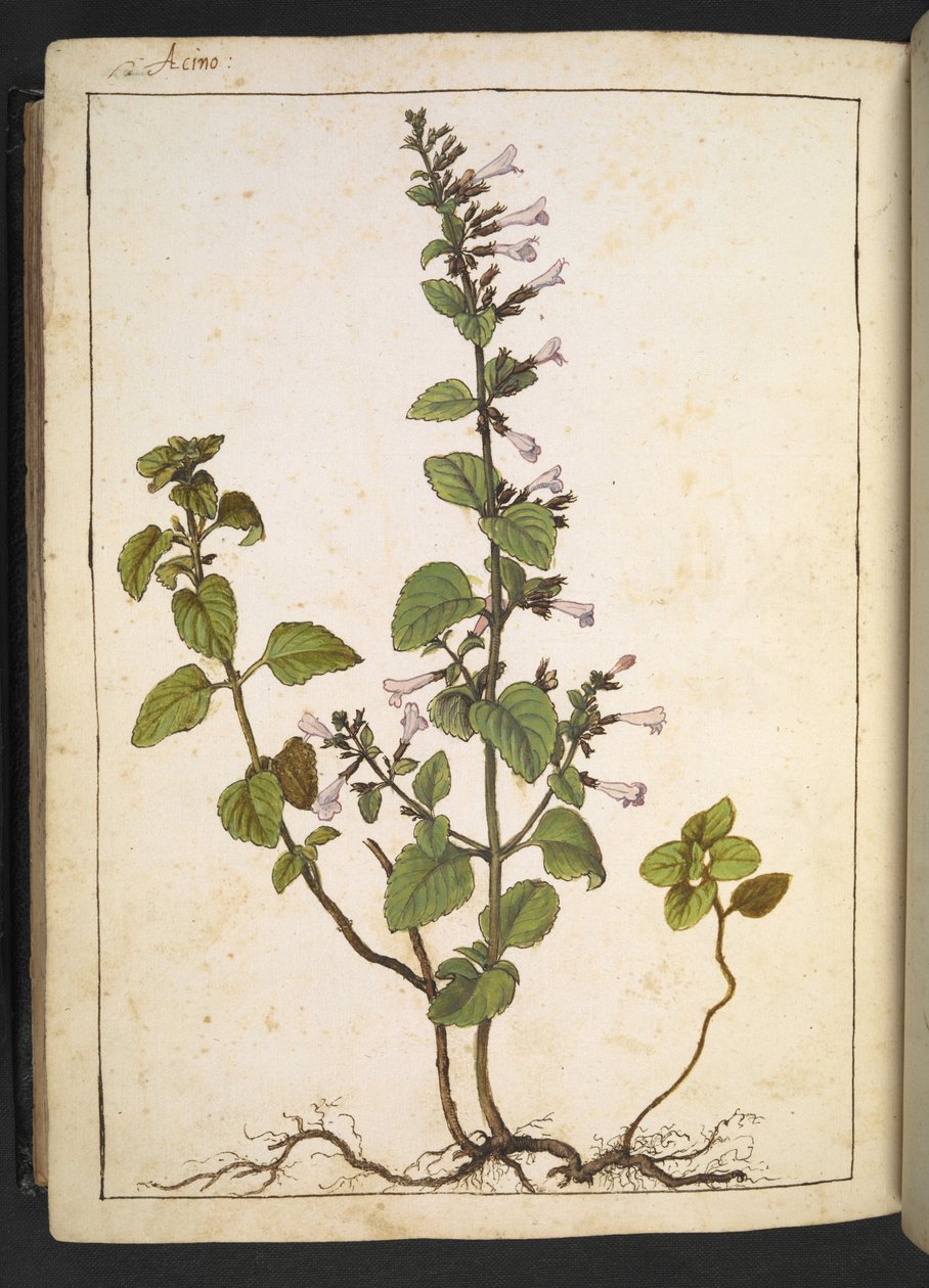 Acinos, Clinopodium: Gherardo Cibo