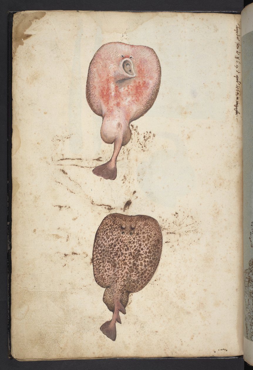 MS 22333