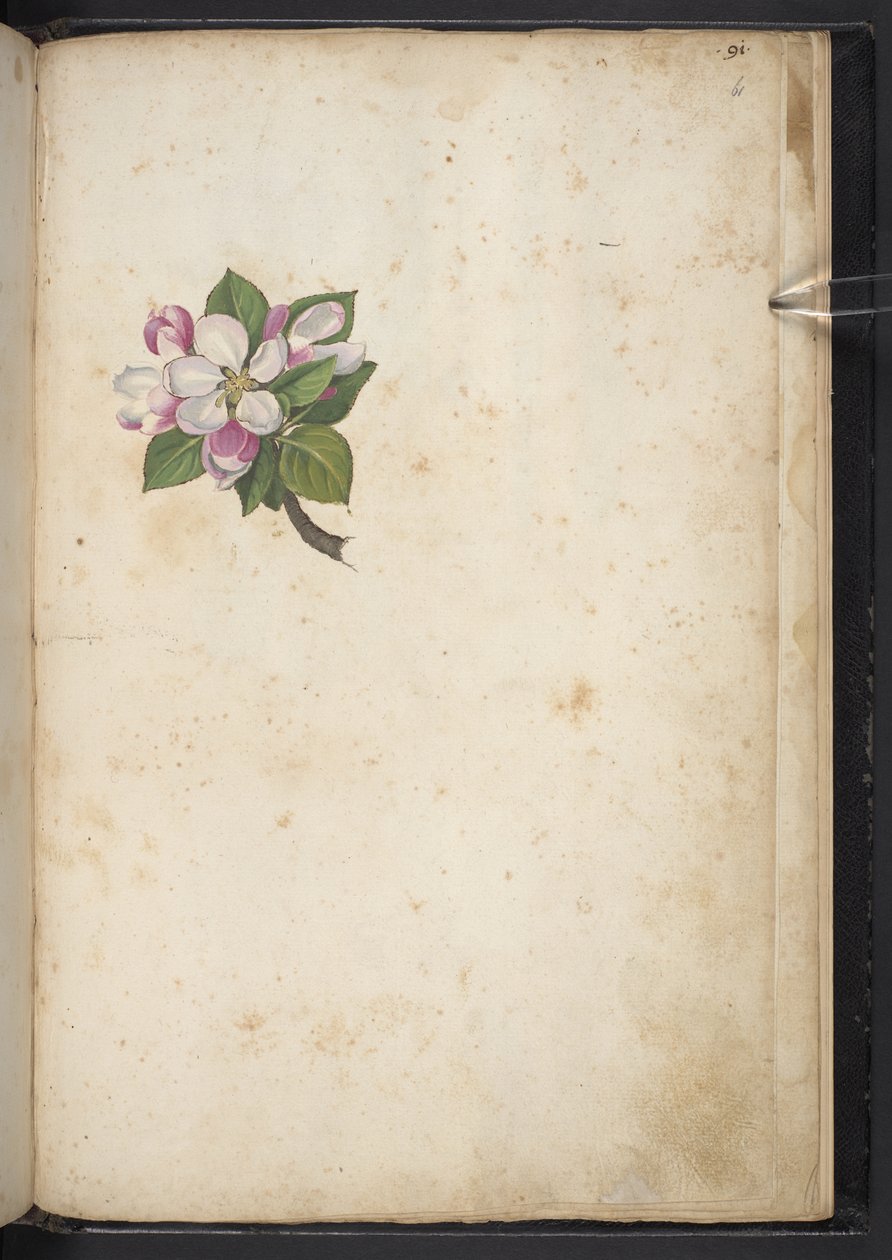 MS 22333 f61r, Blossom, 