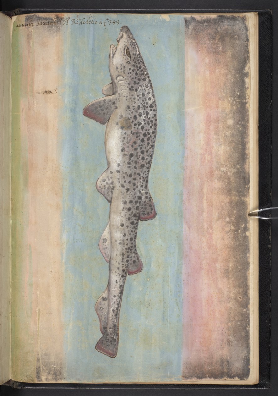 MS 22333 f.66r, Balık, 