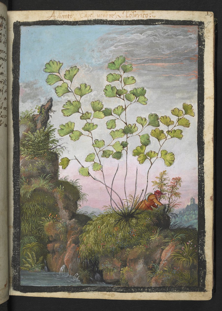 Adiantum capillus-veneris, Gherardo Cibo