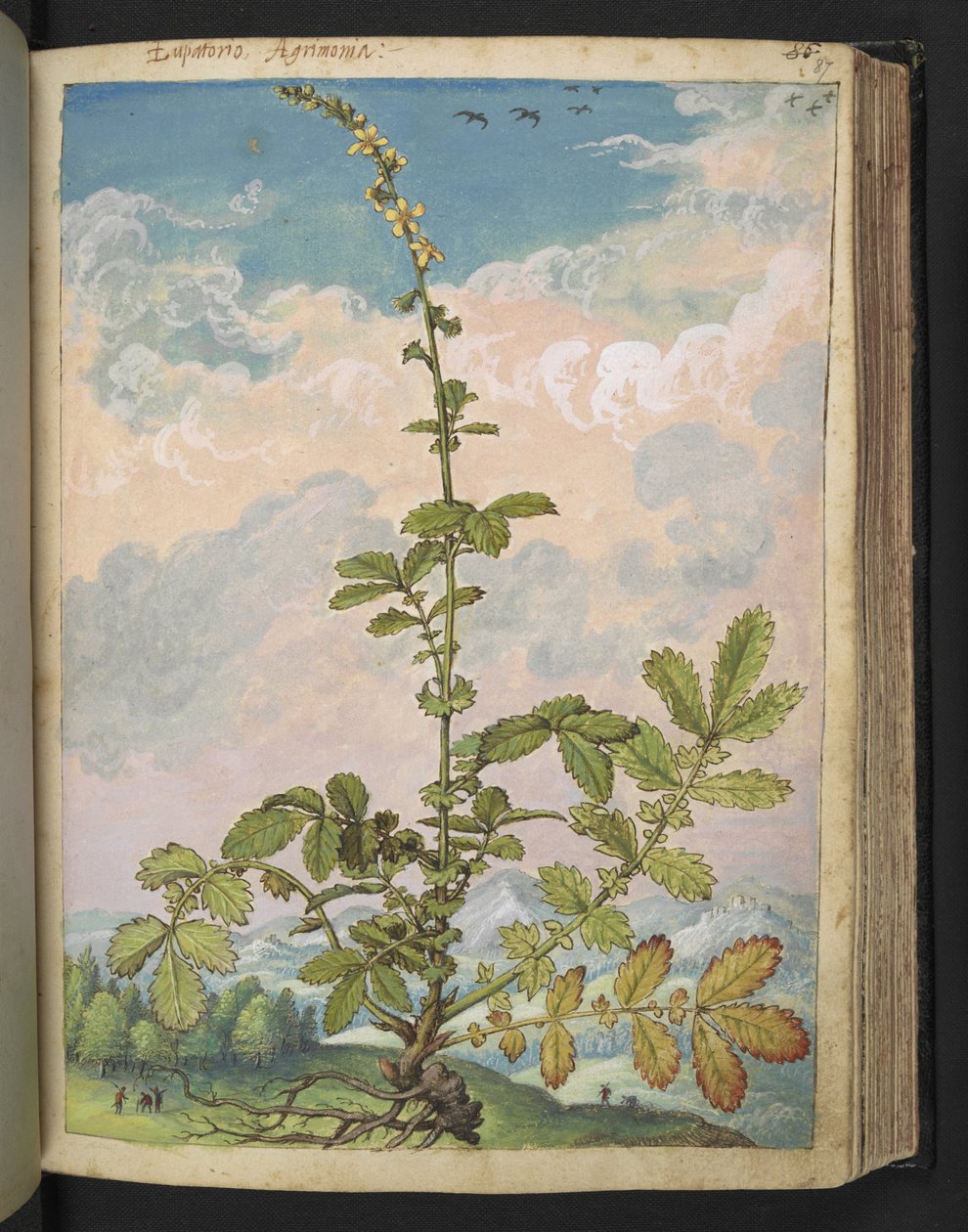 Agrimonia eupatoria, Gherardo Cibo
