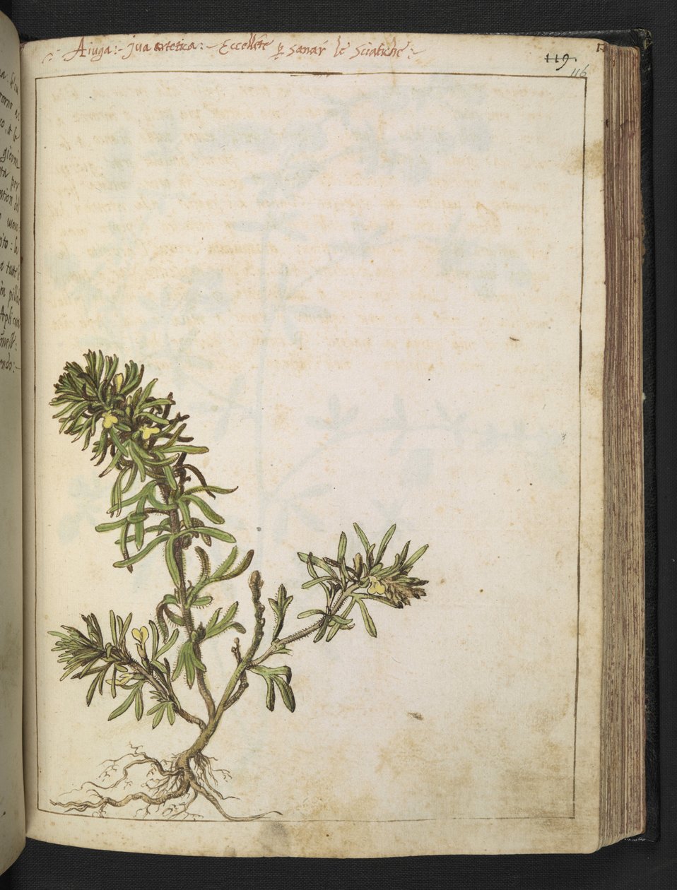 Ajuga chamaepitys: Gherardo Cibo, MS 22333, f116r, c.1564-84 (kağıt üzerine suluboya ve guaj) tarafından yazılan "Roma Devletlerinin Flora Tabloları"ndan yeşil yapraklı ve sarı çiçekli bir bitki by Gherardo Cibo