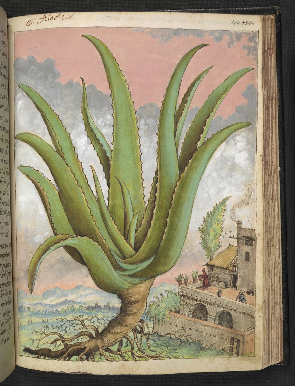 Aloe vera, Gherardo Cibo