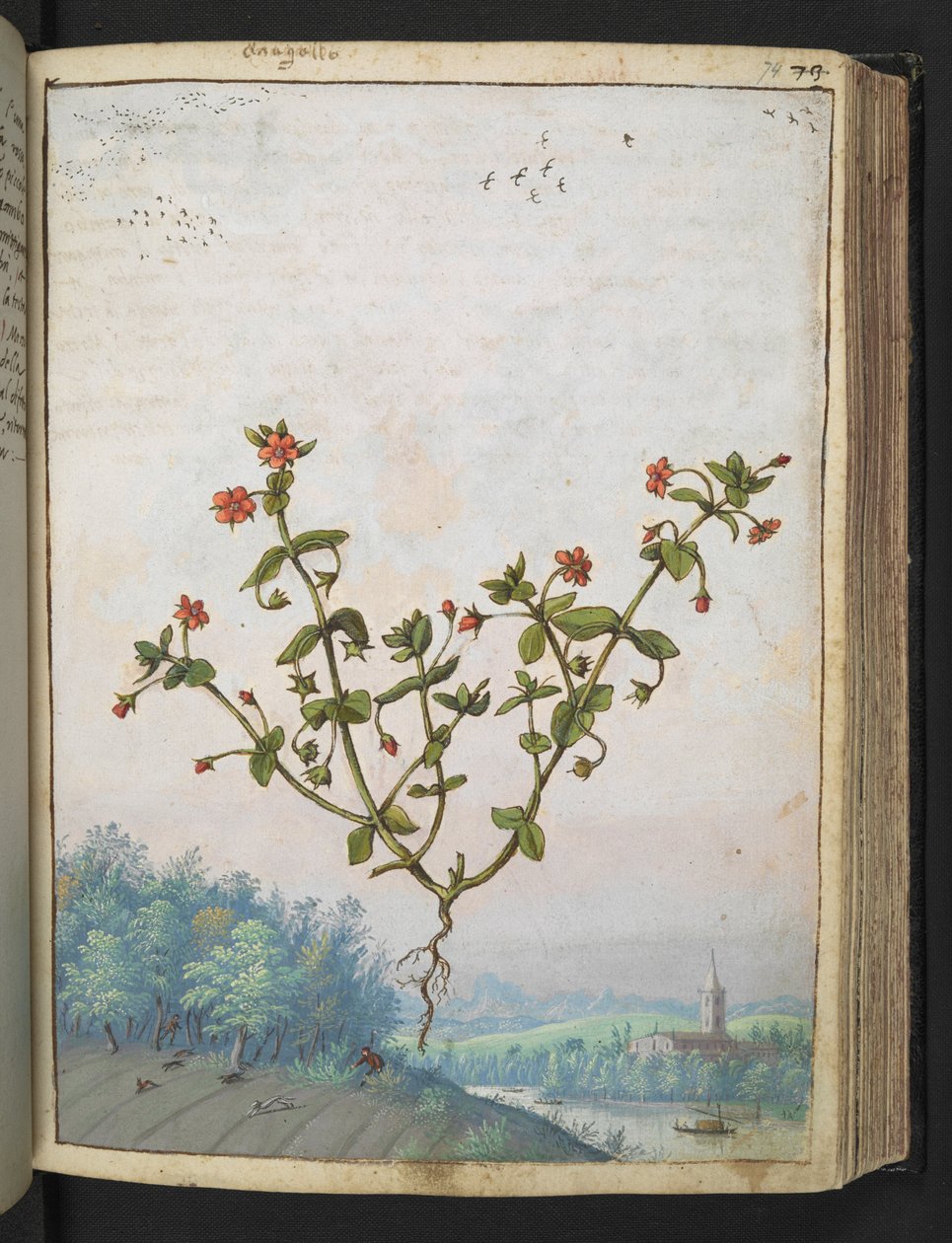 Anagalis arvensis: Gherardo Cibo tarafından yazılan "Roma Devletlerinin Flora Tabloları"ndan kırmızı çiçekli bir bitki, MS 22333, f074r, c.1564-84 (kağıt üzerine suluboya ve guaj) ekleyin by Gherardo Cibo
