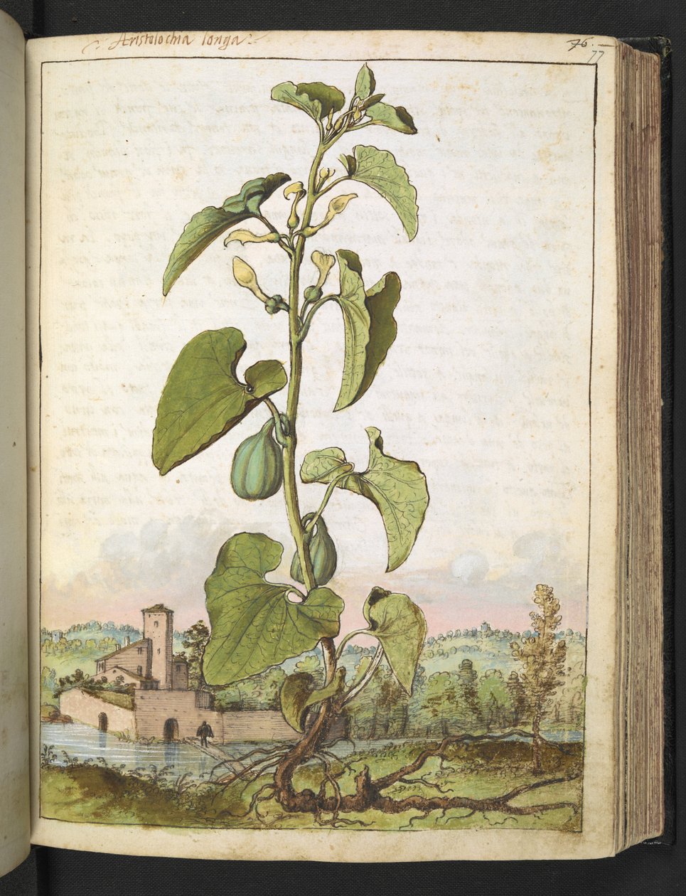 Aristolochia clematitis, Gherardo Cibo