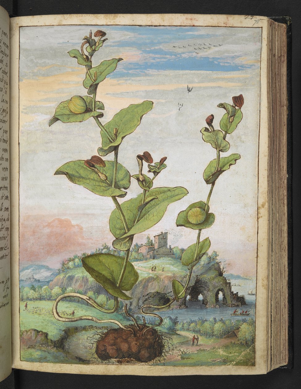 Aristolochia rotunda: Gherardo Cibo
