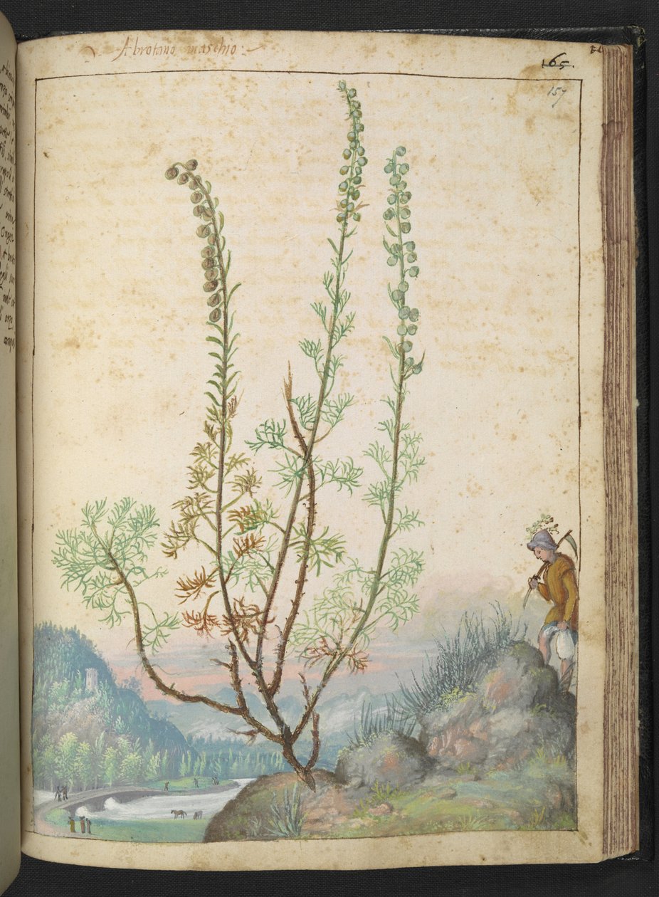Artemisia abrotanum (güney ağacı), Gherardo Cibo