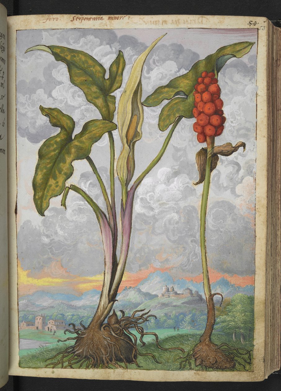 Arum italicum, Gherardo Cibo
