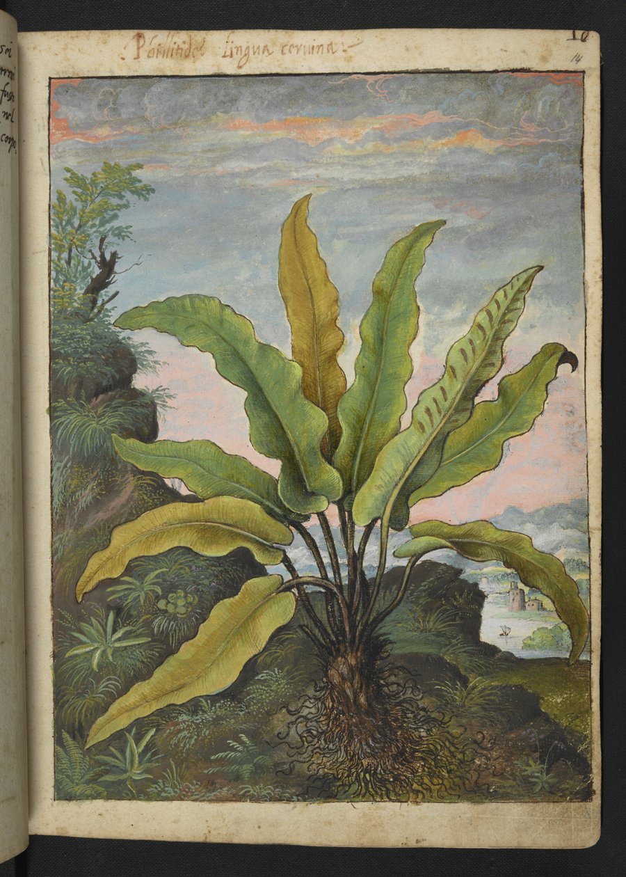 Asplenium scolopendrium, Gherardo Cibo