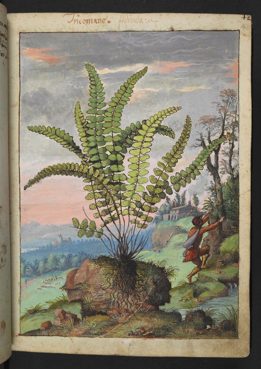 Asplenium trichomanes, Gherardo Cibo
