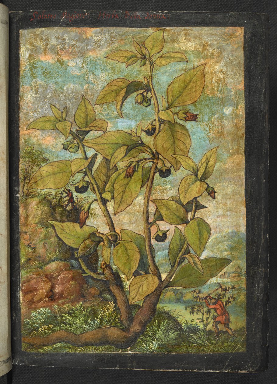 Atropa belladonna veya Atropa bella-donna, Gherardo Cibo tarafından yazılan "Roma Devletlerinin Flora Tabloları"ndan, MS 22333, f005r, c.1564-84 (kağıt üzerine suluboya ve guaj) ekleyin by Gherardo Cibo