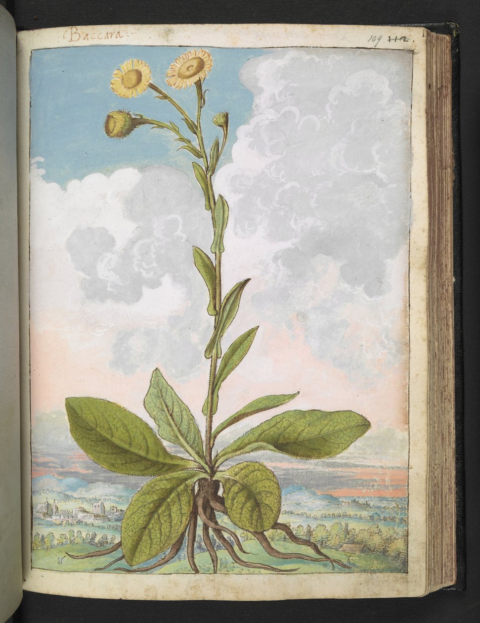 Baccara, Gherardo Cibo