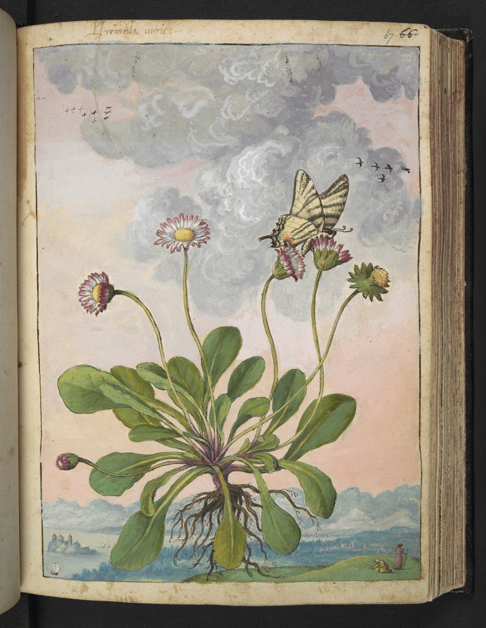 Bellis perennis, Gherardo Cibo