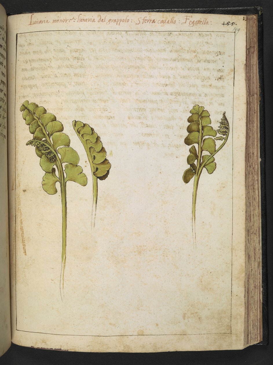 Botrychium lunaria (eğreltiotu), Gherardo Cibo