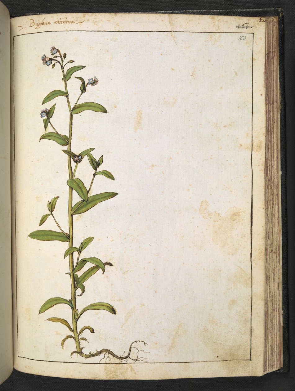 Buglossa, Anchusa azurea (Loddon Royalist), Gherardo Cibo