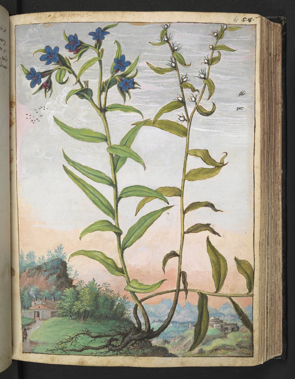Buglossoides purpurocaerulea , Gherardo Cibo