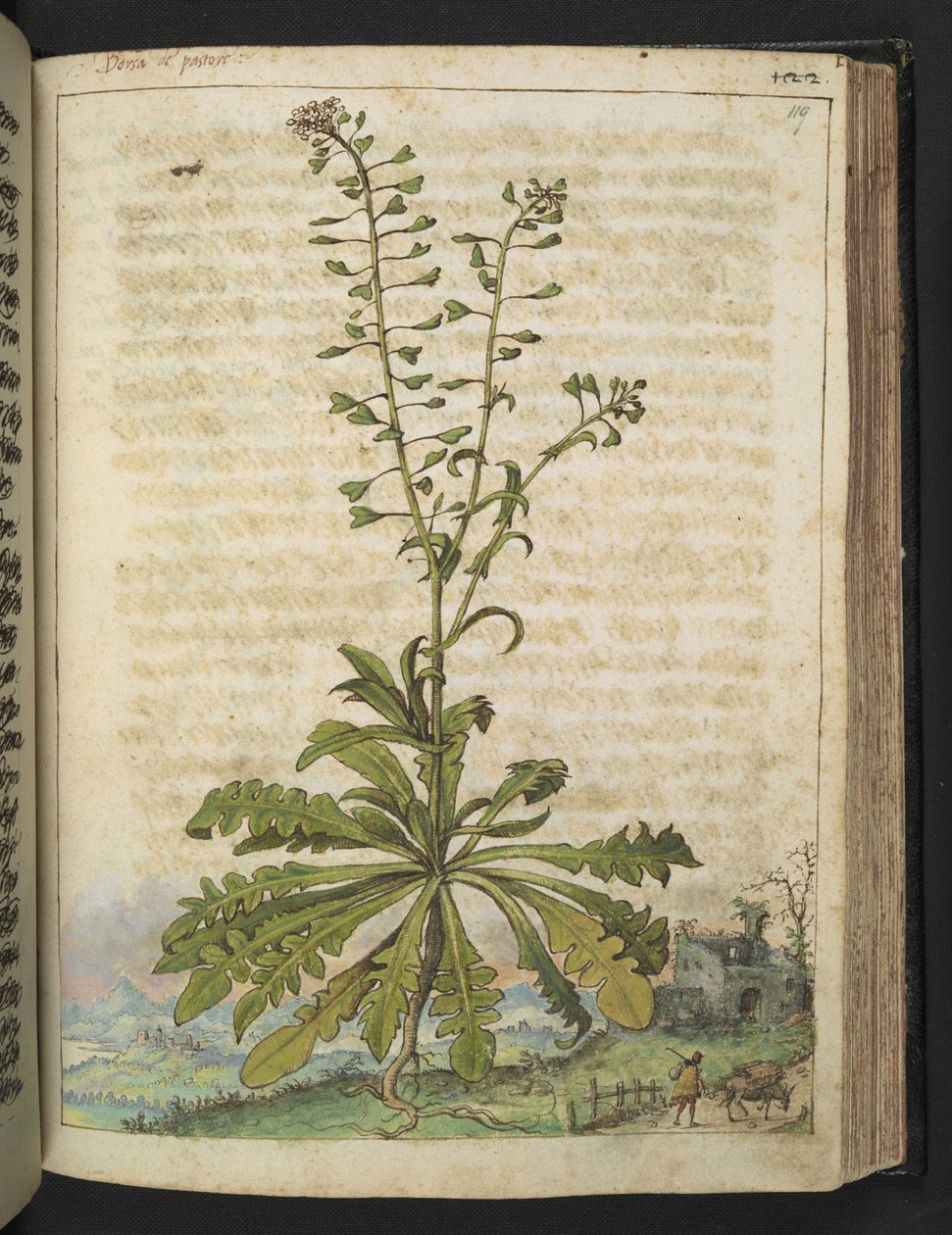 Capsella bursa-pastoris, Gherardo Cibo