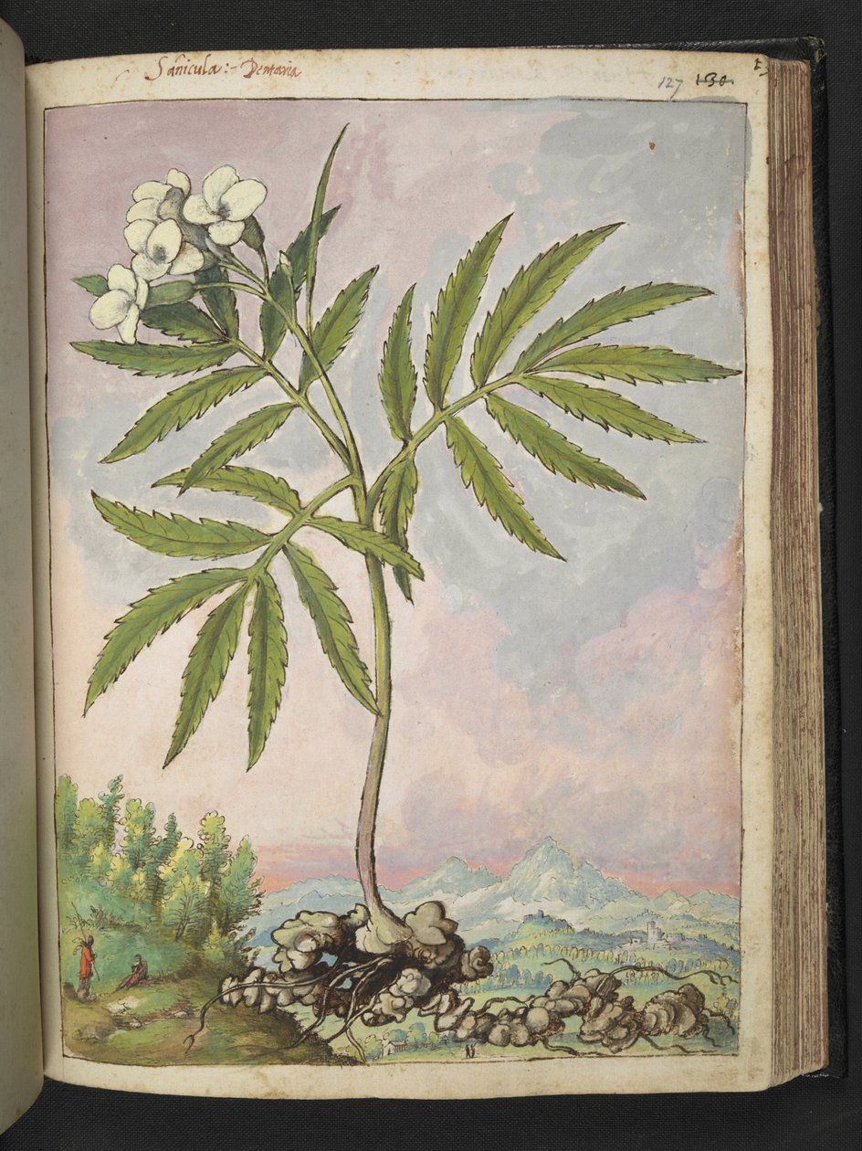 Cardamine heptaphylla, Gherardo Cibo