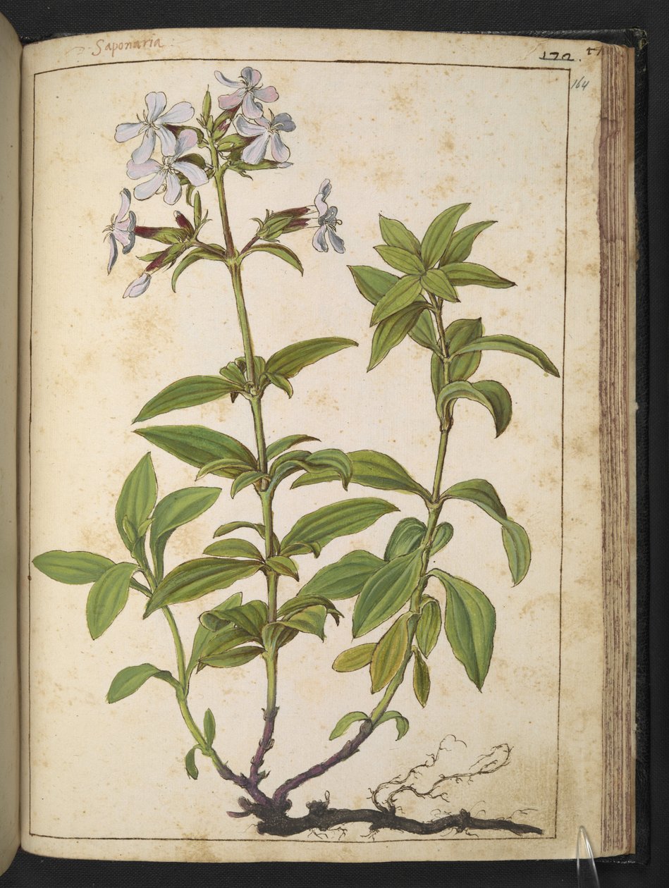 Caryophyllaceae (Soapwort): Gherardo Cibo