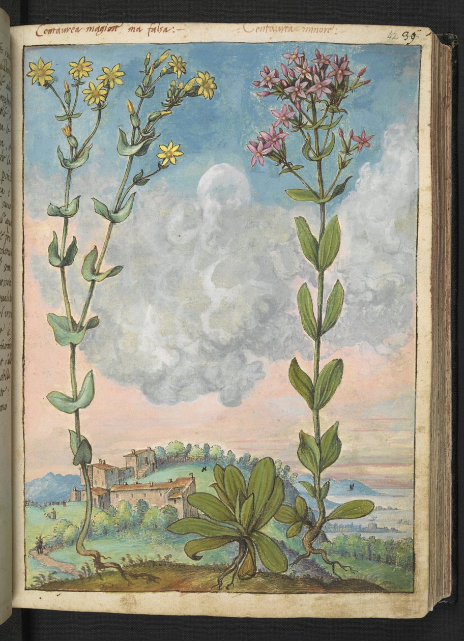Centaurium erythraea, Gherardo Cibo