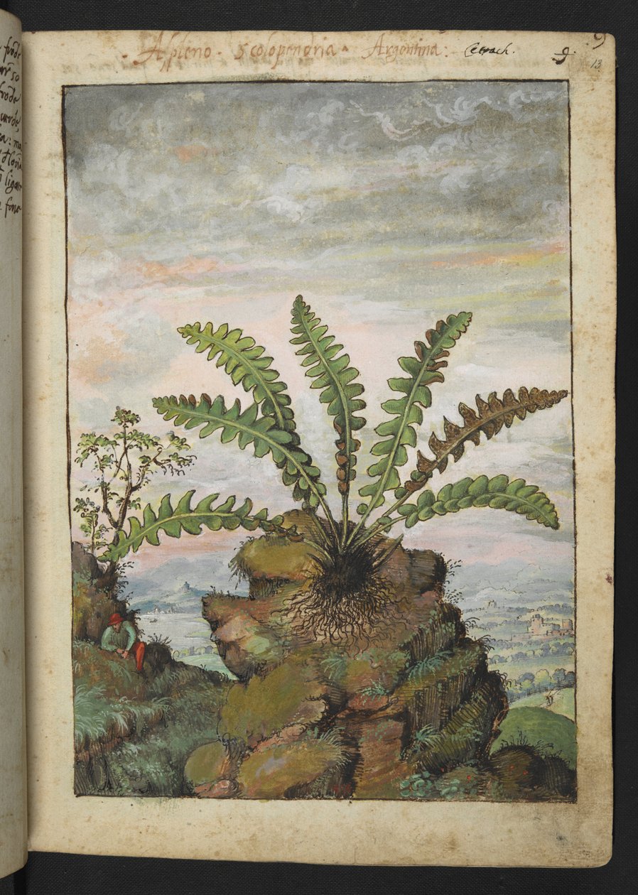 Ceterach officinarum, Gherardo Cibo