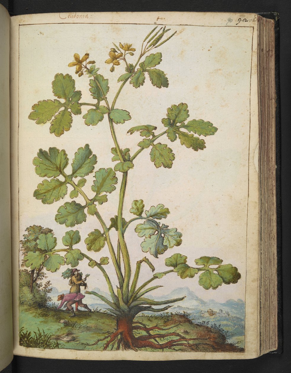 Chelidonium majus, Gherardo Cibo