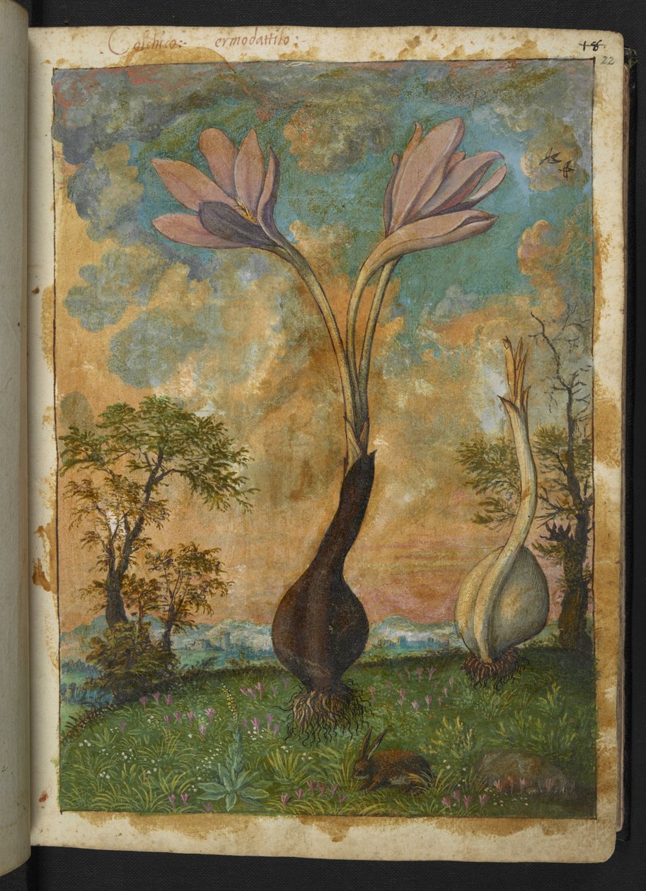 Colchicum Autumnale, Gherardo Cibo