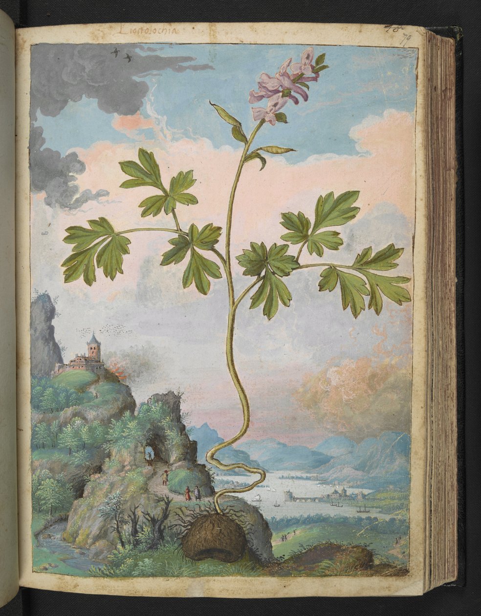Corydalis cava: Gherardo Cibo tarafından yazılan "Roma Devletlerinin Flora Tabloları"ndan pembe çiçekli bir bitki, MS 22333, f079r, c.1564-84 (kağıt üzerine suluboya ve guaj) ekleyin by Gherardo Cibo