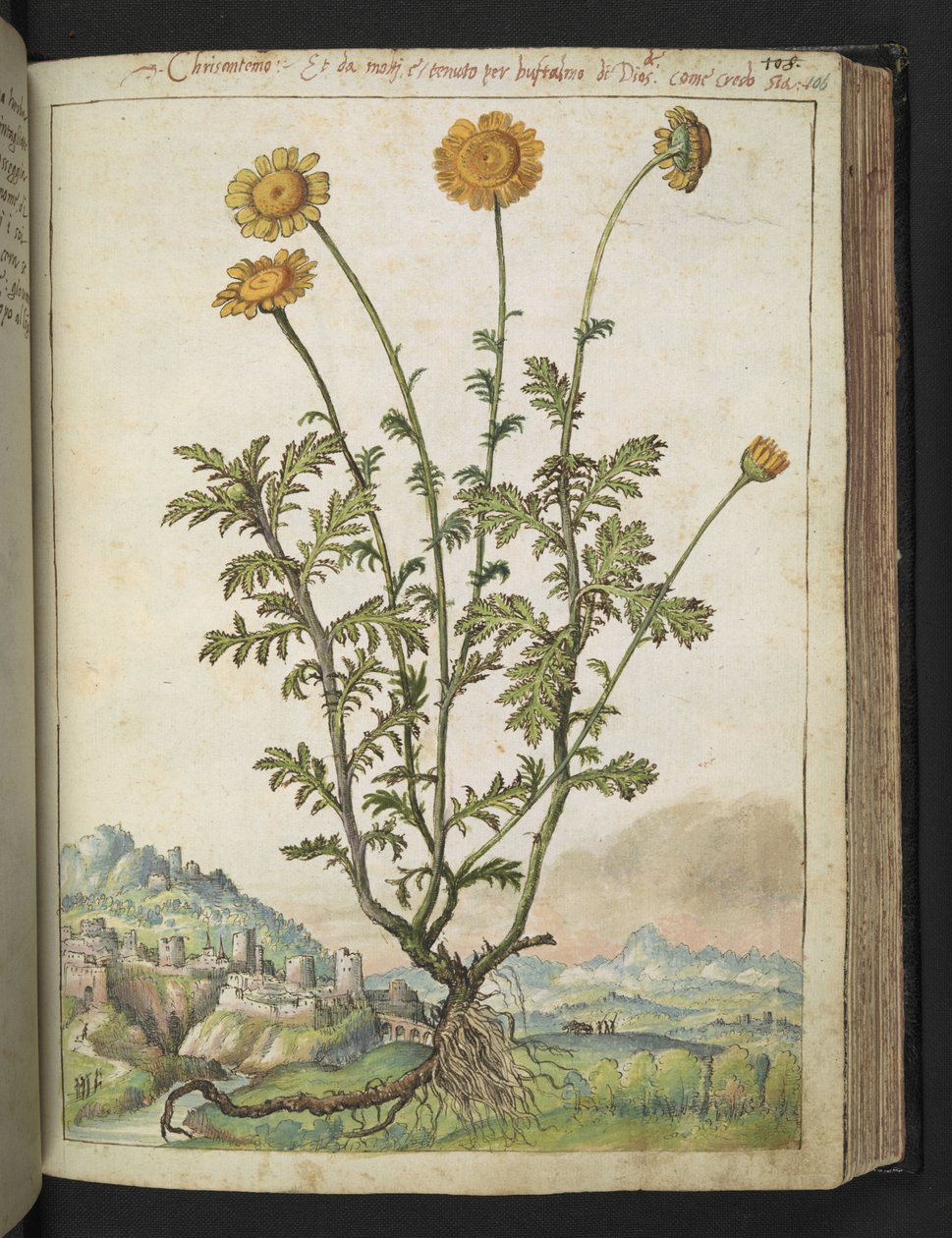 Cota tinctoria, Gherardo Cibo